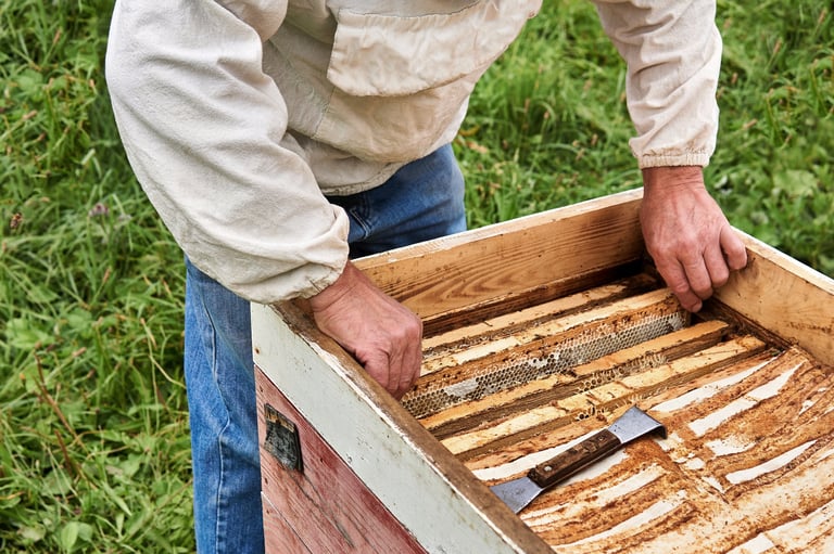Beekeeper harvesting honeycomb