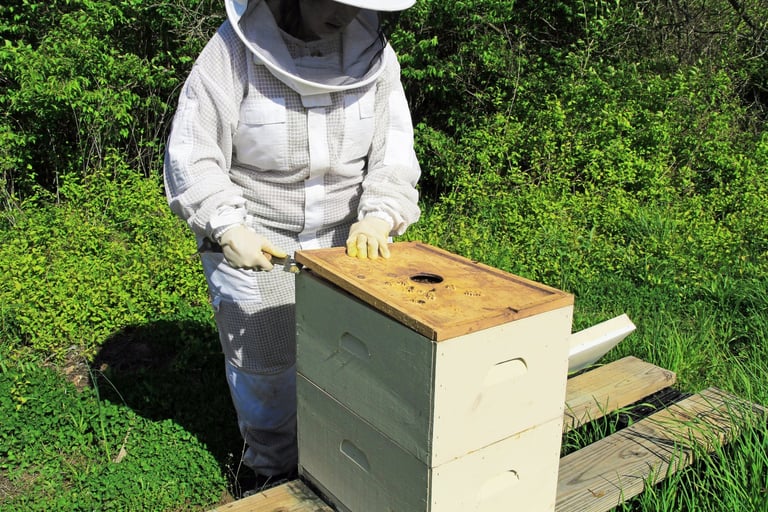 Beekeeper inspecting brood chamber