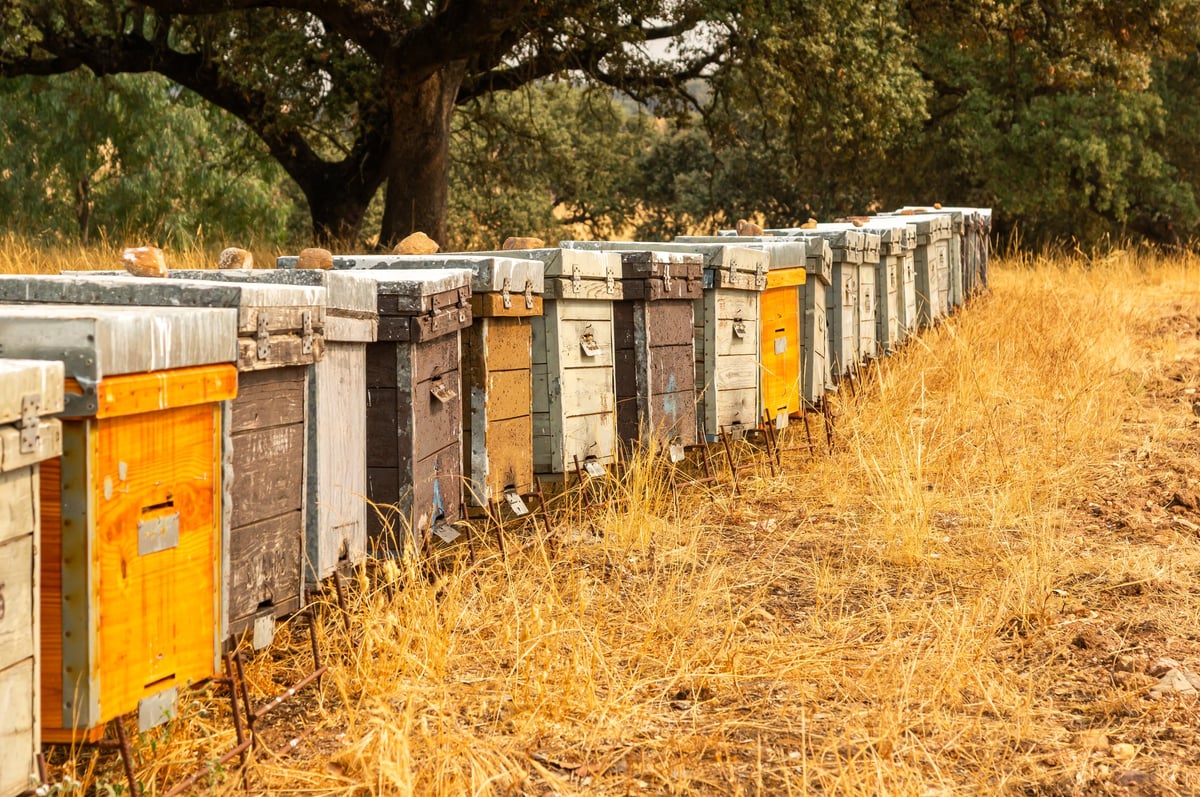 Beekeeping in a golden field