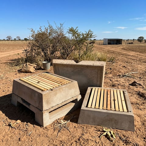 Two concrete bed frames with wooden slats abandoned in a dry, dusty field with sparse vegetation and a shed in the background